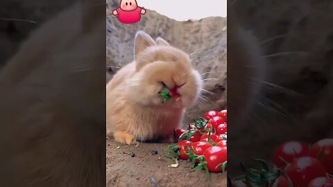 #funny #cool #funnyanimals #humourous #comic