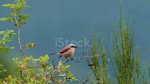 Relaxing % Meditation % Music % % Peaceful % Piano % Music % & % Birds % Music Sunny mornings by