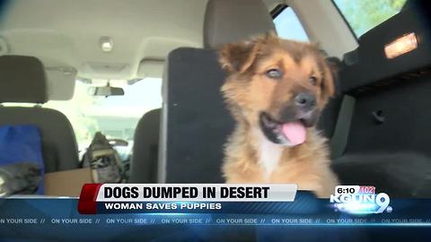Puppies dumped on the side of the road saved by woman