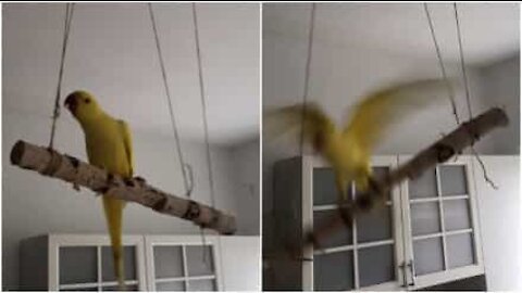 L'autosabotaggio di un pappagallino
