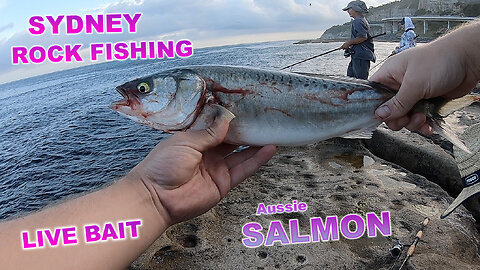 SYDNEY ROCK FISHING LIVE BAIT SALMON