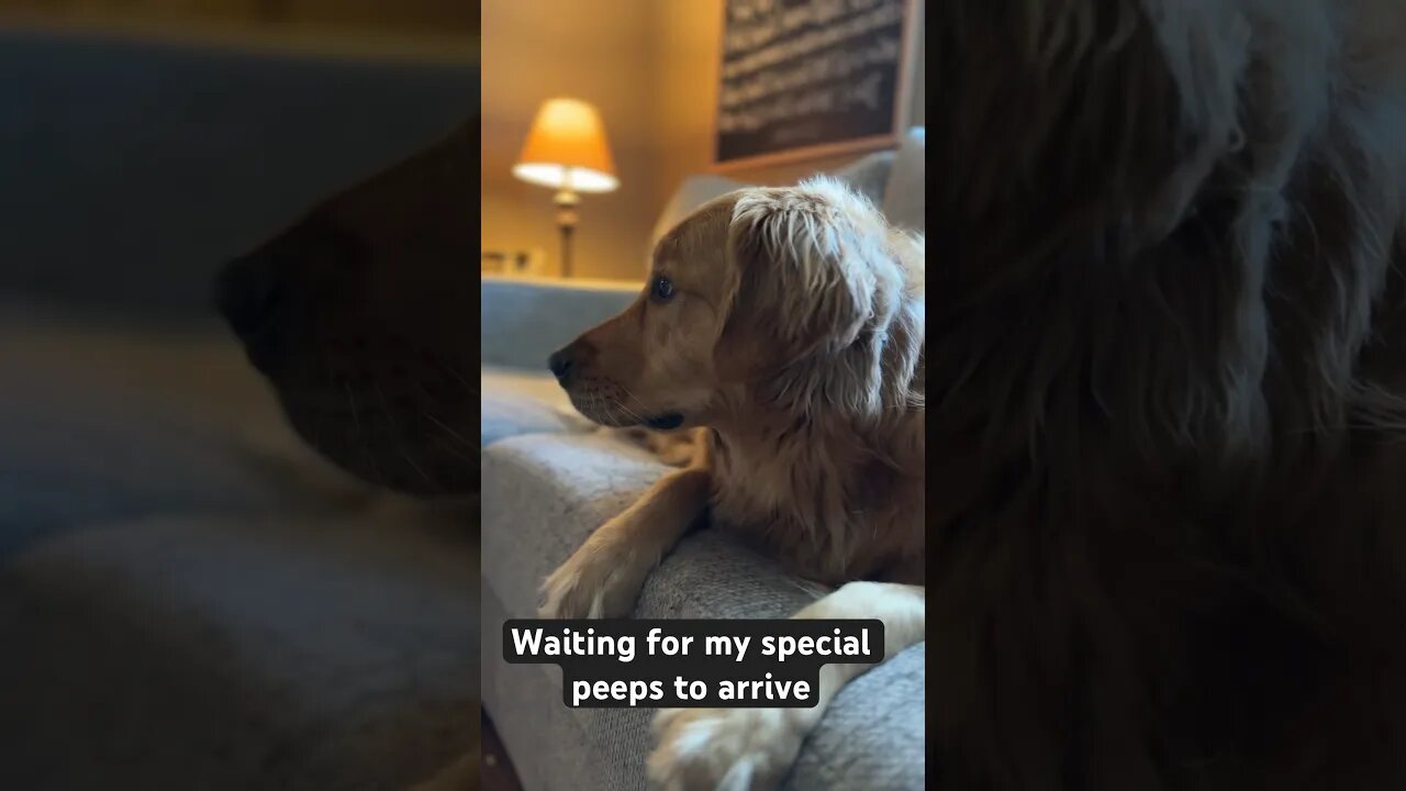 Patiently waiting for my peeps to arrive #goldenretrievers #retriever #goldens