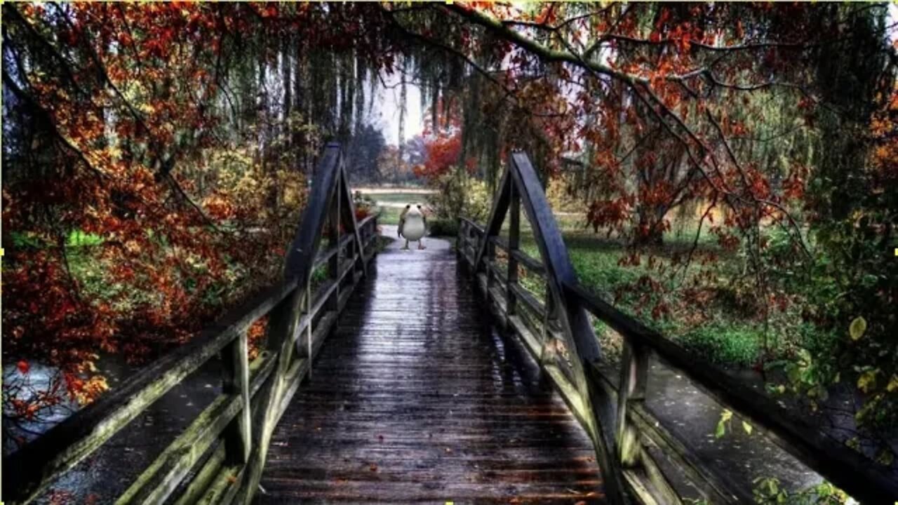 Relaxing Soft Rain Sounds: Relaxing , Sleep Peaceful LIVE Chat