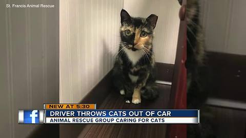 Man allegedly threw cats out of car outside Brandon hotel