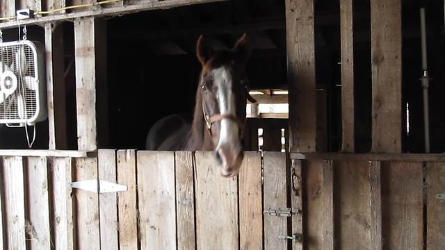 A Horse Nods Several Times When Her Owner Asks If He Loves Her