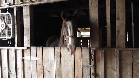 A Horse Nods Several Times When Her Owner Asks If He Loves Her