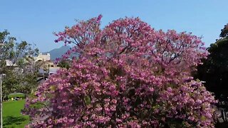 Ipê rosa encanta moradores de Barcelona com florada exuberante