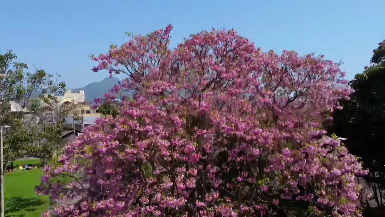 Ipê rosa encanta moradores de Barcelona com florada exuberante