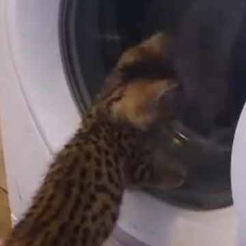 Bengal Kitten is very curious about the washing machine.