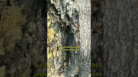 Visitei uma colônia natural de abelhas Borá 🐝🙂 #Shorts