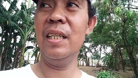 Di Belakang Rumah Ada Sawah