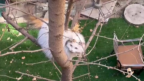 Rescue cat stuck on top of a tree and get rescued wirh Happy Ending - 调皮猫咪上树困在树上下不来？