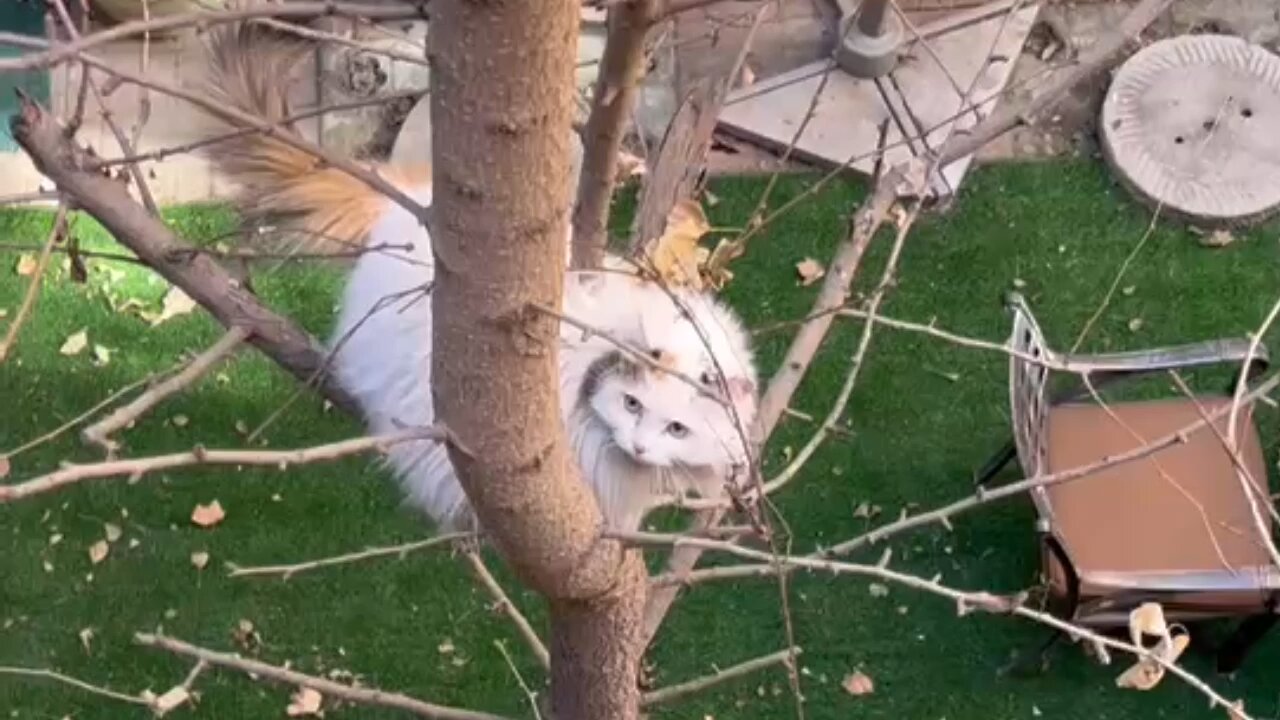 Rescue cat stuck on top of a tree and get rescued wirh Happy Ending - 调皮猫咪上树困在树上下不来？