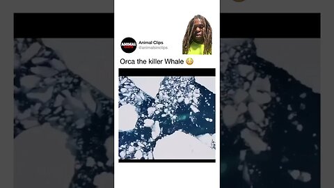 When the whales catches the opp cooling