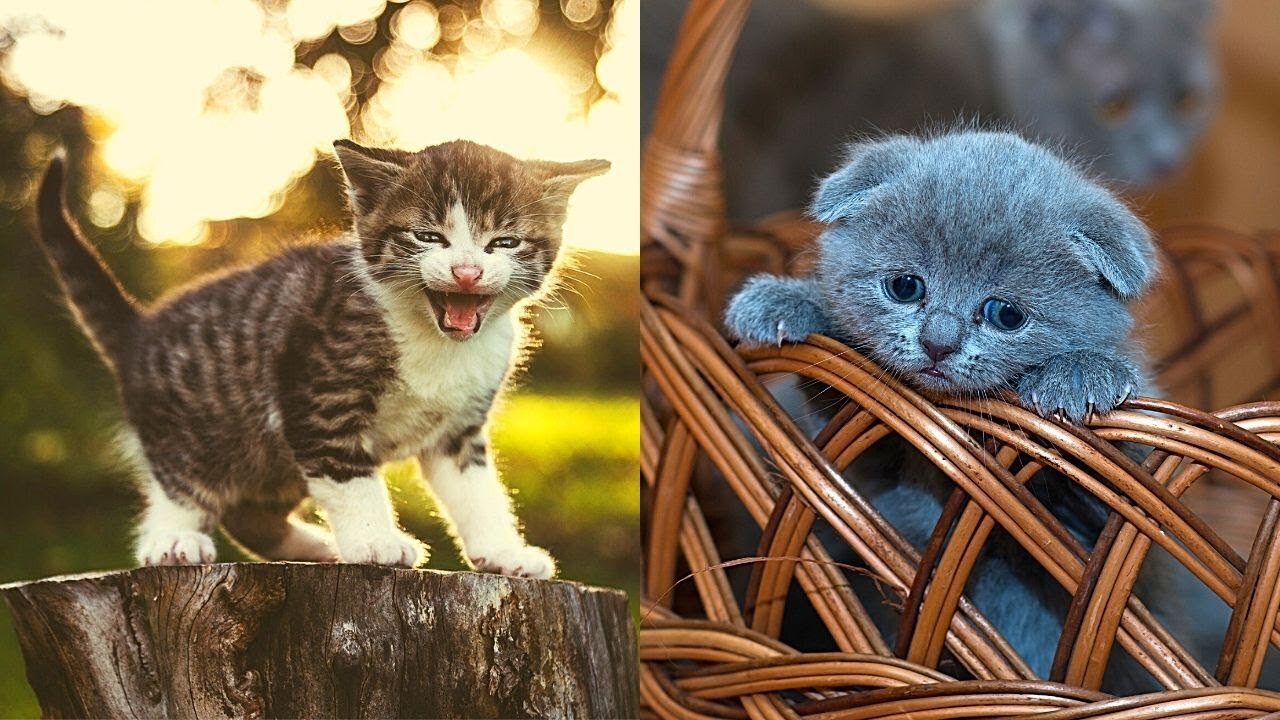 Cute and Funny Cats and Kittens Videos (2021 Cute and Funny Animals)
