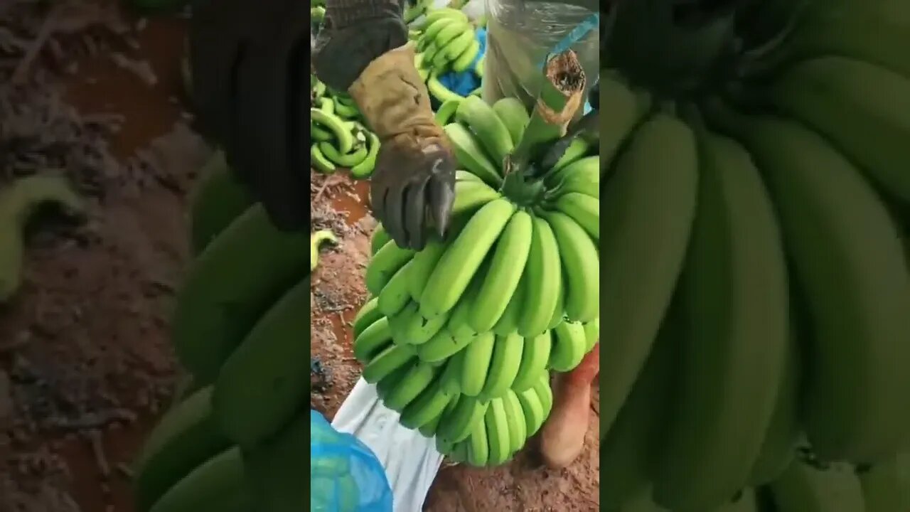 Oddly Satisfying Compilation