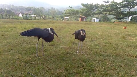 stork