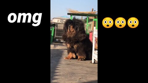 Omg 🐕 dog is king