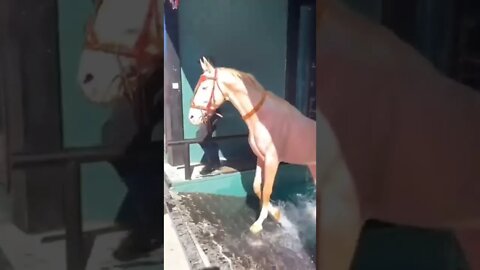 Cavalo Lindíssimo Tomando uma Ducha #shorts