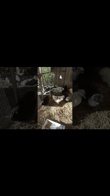 Silkie Cross Chicks 11th April 2023