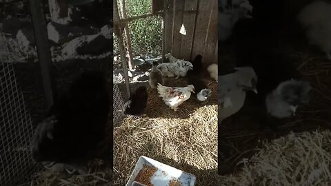 Silkie Cross Chicks 11th April 2023