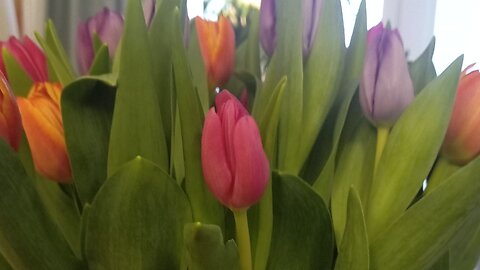 Första Moseboken 8. Floden upphör.