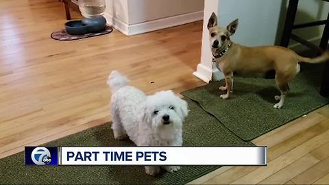 Pet sharing is growing in popularity but experts say pet owners should have a plan