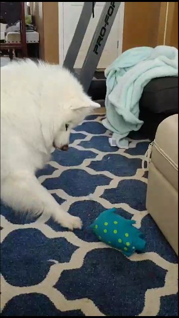 Confused dog has mind blown by squeaky toy