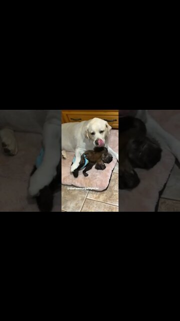 Sister lovin #gaitlyn #gaitlynrae #animal #englishlabrador #englishlabsofinstagram #sisters