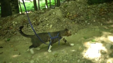 Adventurous Little Cat Walks in the Mountains
