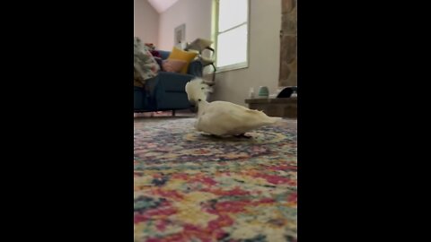 A Parrot dancing in a funny way