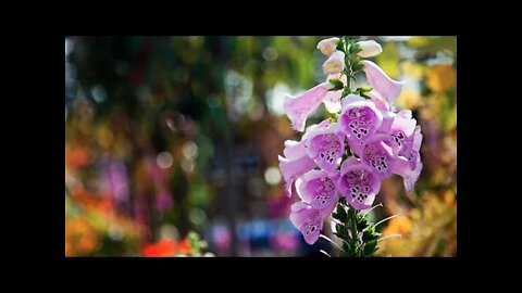 45 Minutes Relaxing Music, Rhythmic Meditation for Energy Rejuvenation; 130 Stunning Flowers Photos