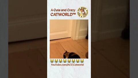 Cat Gets SPOOKED at This Thing On the Floor… (#240) #Shorts