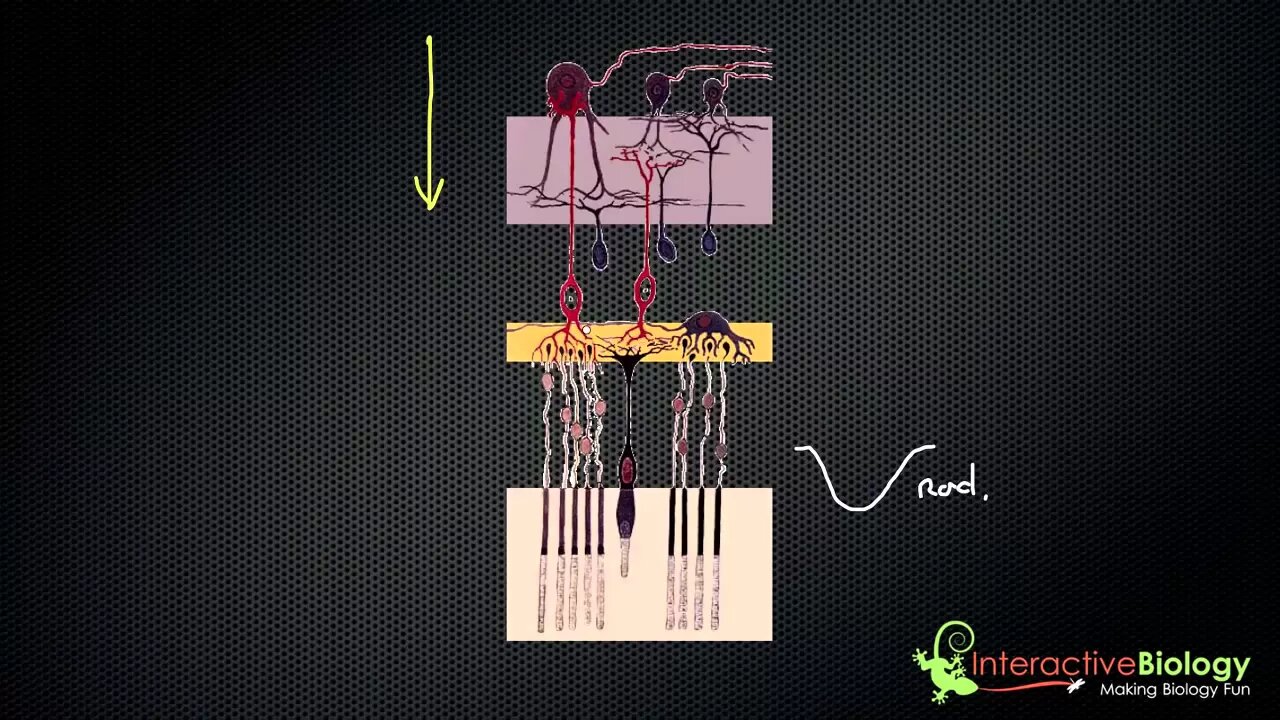 032 Visual Processing in the Retina