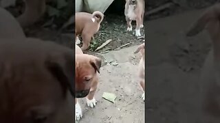 Unbelievable story of small puppy😥😞#shorts