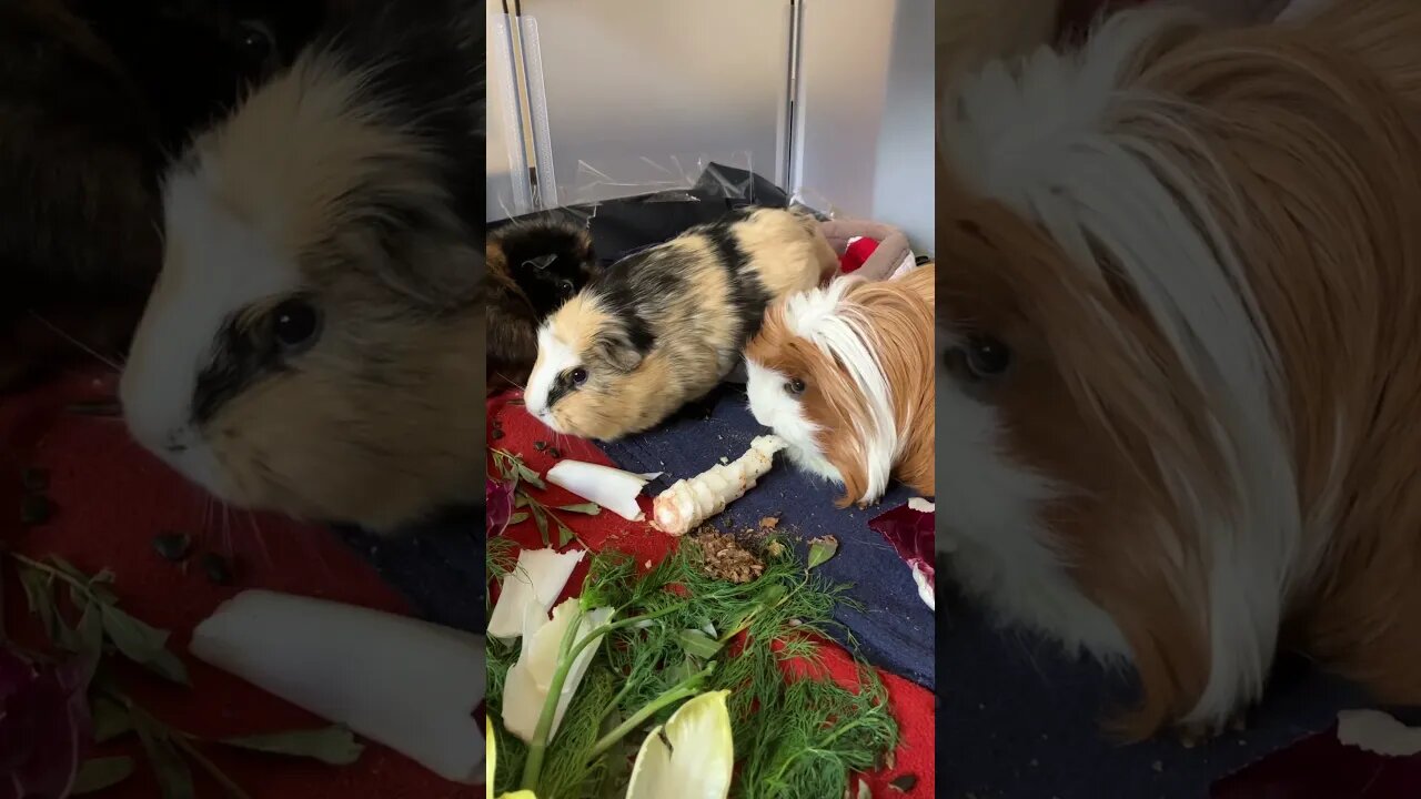 Guinea pig yawning 🥱