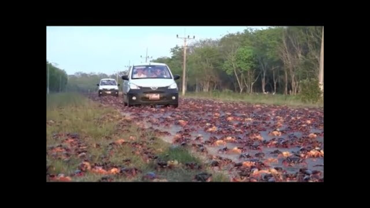 Los Vídeos más Raros del Mundo 12 / Videos de Animales Increibles