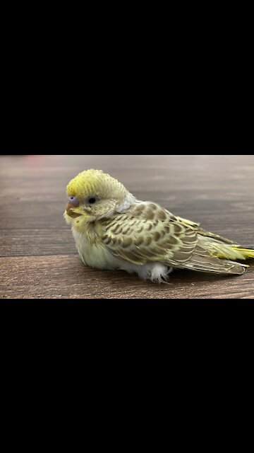 Budgies are afraid of me