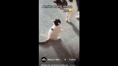 Funny cat Punjabi dubbed