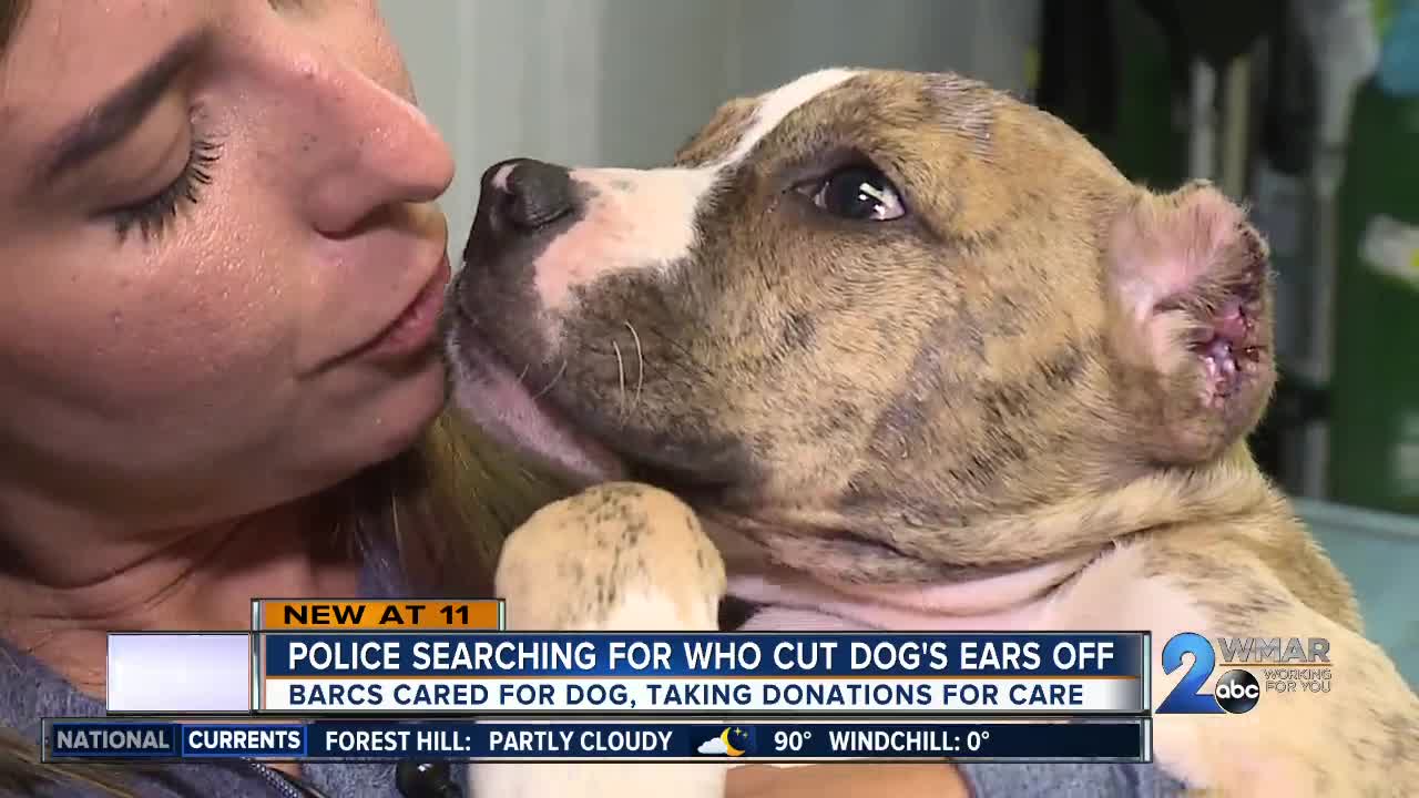 Police looking for person who cut puppy's ears off