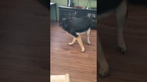 Funny German Shephard Moment!!