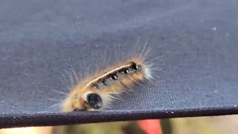 Caterpillar pooping