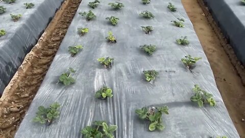 How To Produce Billions Of Strawberries In California