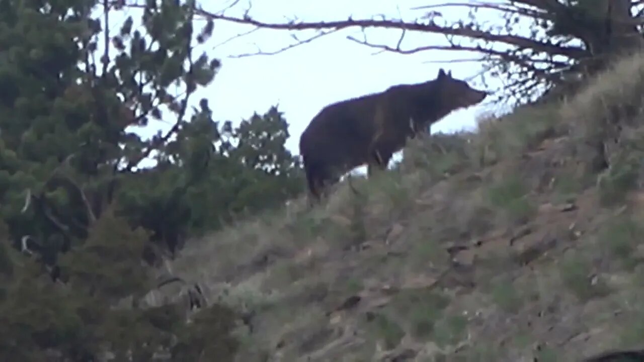 15 Differentt Grizzly bears in a single day