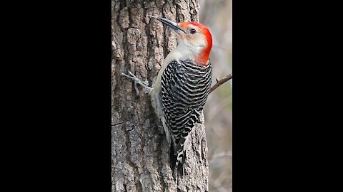 Red-bellied woodpecker