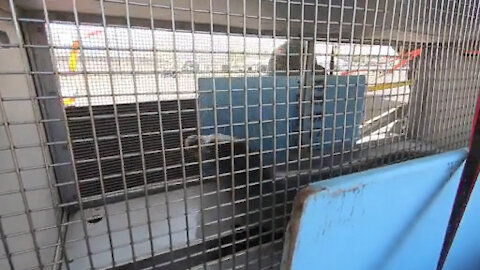 Coast Guard Monk Seal transport