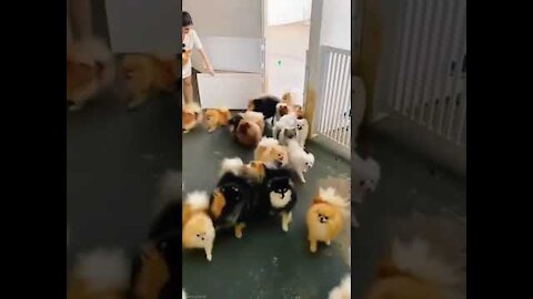 Cute and Baby Dogs Video