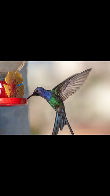 Hummingbird hand feeding (2)
