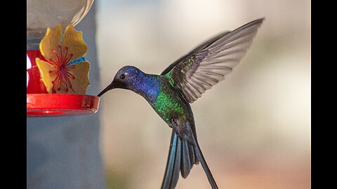 Hummingbird hand feeding (2)