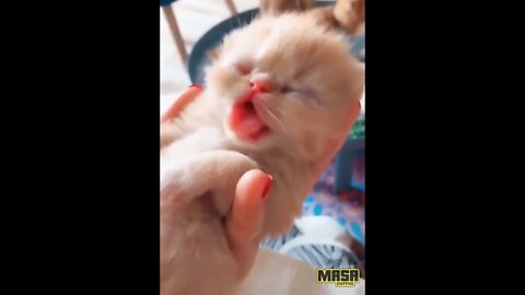 Small Cat Cute just born kitty cat don't stop wonder !!